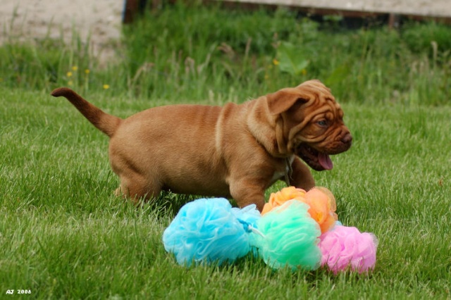 Pup in gras1.jpg